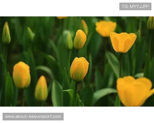 开运登录入口助你开启幸运新篇章,轻松获取每日好运气势不可挡